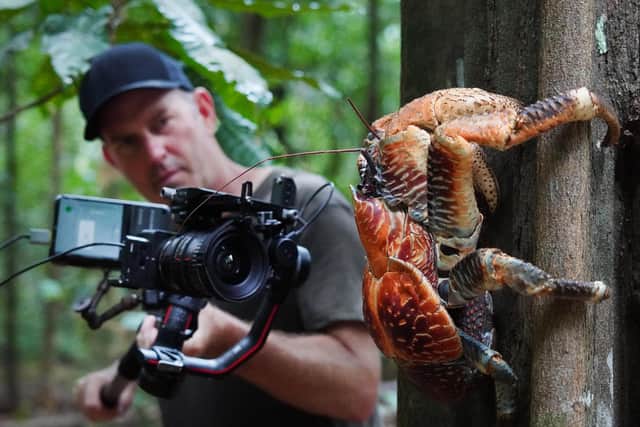 Cameraman filming a Coconut Crab on Christmas Island in the Indian Ocean
