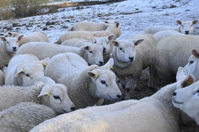 Pacemaker Press 16/12/22
Sheep near Divis Mountain  on the outskirts of Belfast on Friday , as the freezing weather conditions continue across N Ireland.
Pic Colm Lenaghan/ Pacemaker
