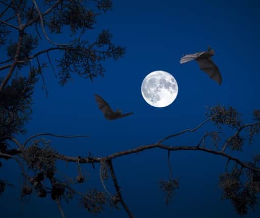 There are eight species of bats in Northern Ireland