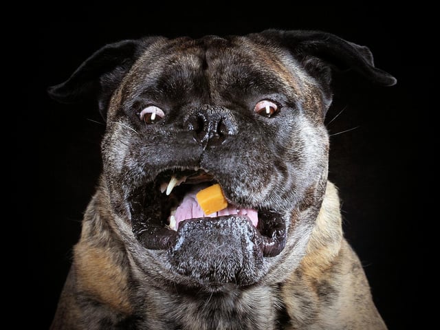 "You get the hilarious outtakes with the ones who don't catch so it was great fun and the dogs loved it."