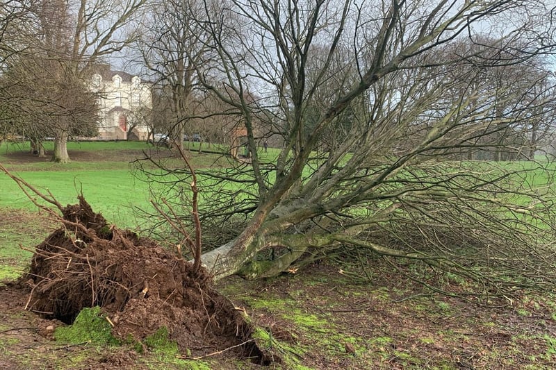 Tree down near Coleraine Grammar School