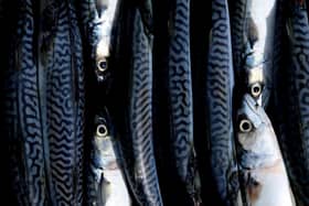 Fresh mackerel. Photo credit should read: Cathal McNaughton/PA Wire