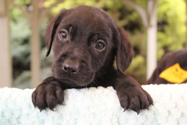 Chilli is the only boy in a litter of eight 7-week-old Labrador Crossbreed puppies looking for his forever home. 

He will be medium in size and will require all of his basic training as well as house training.