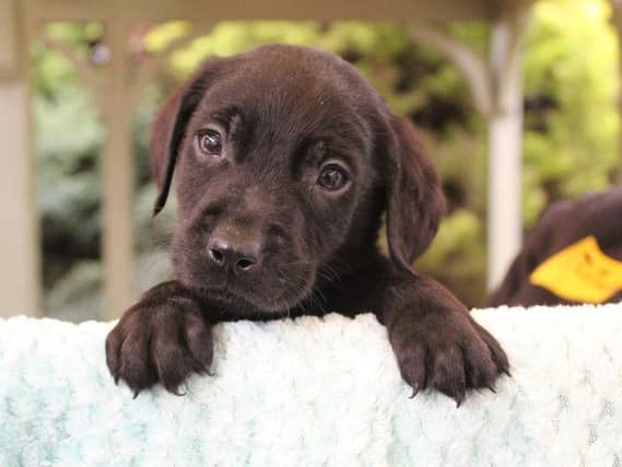 Chilli is the only boy in a litter of eight 7-week-old Labrador Crossbreed puppies looking for his forever home.
He will be medium in size and will require all of his basic training as well as house training.