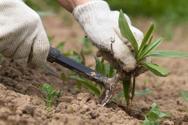 Weeding Job Gardens: These are the spring jobs you need to do