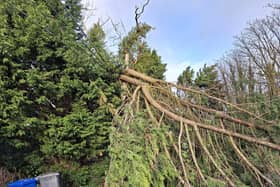 Storm Isha, fallen trees, Church Road, Belfast