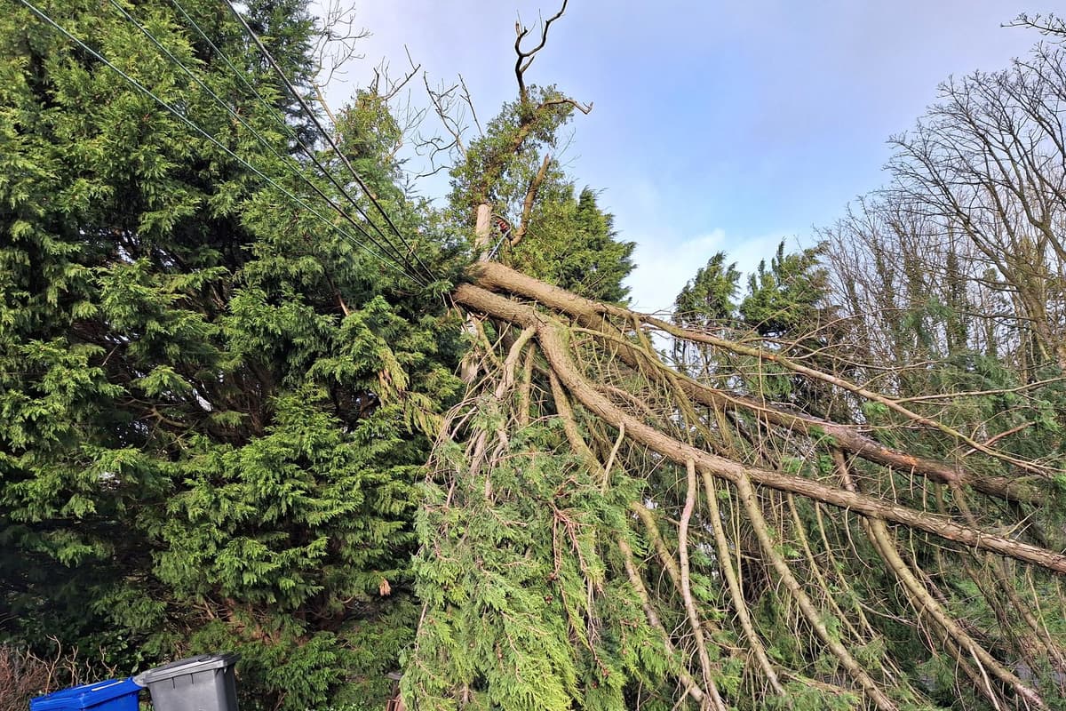 Storm Isha: Church Road in Belfast's Castlereagh hills blocked by four large fallen trees