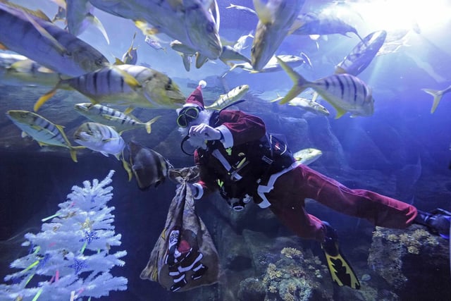 A diver, dressed as Santa Claus, brings Christmas gifts for the fishes at the Sea Life aquarium in Oberhausen, western Germany, Thursday, Dec. 16, 2010. (AP Photo/Martin Meissner)