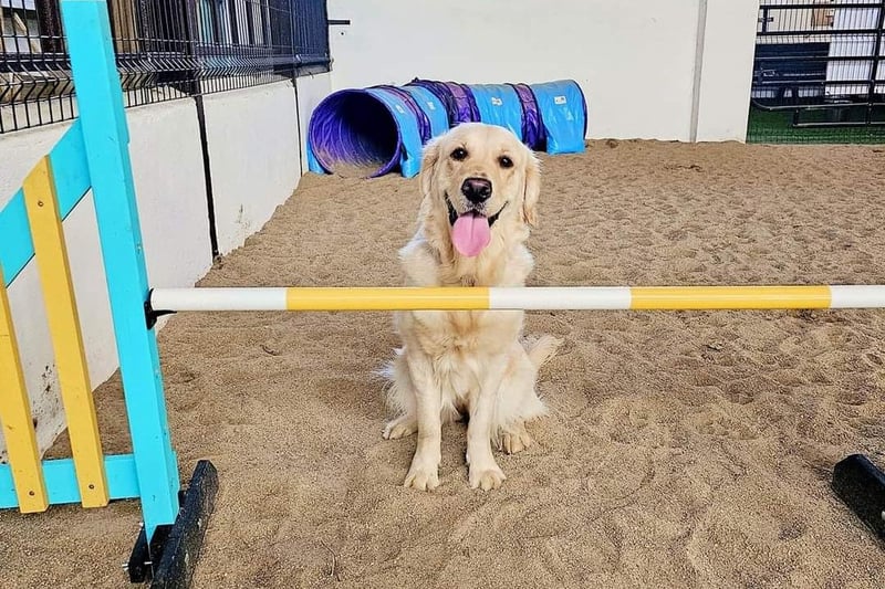Pictured is the beautiful Miss Ally B on her first visit to Off Lead Agility's new indoor play area in Donemana