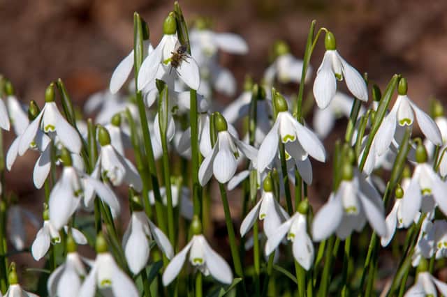 Snowdrops - simple and beautiful