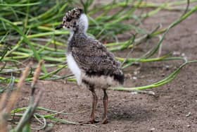 A lapwing chick – two breeding pairs of lapwings have been spotted at Lecale Fens