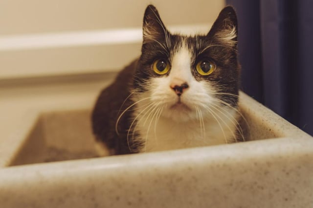 Katy is a quiet, yet deeply affectionate cat. She's a bit shy, but will become more outgoing and confident if she's given the right support. She's also one of a pair - if you want to take Katy with you, you'll have to bring Cher too - who's next on the list.