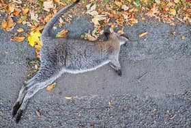 The dead wallaby discovered in the Lisburn area. Picture: Lambeg Dog Walking.