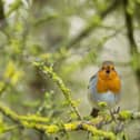 The dawn chorus, the outbreak of birdsong at the start of a new day, is a melodic treat