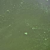 General views of green and blue algae deposits at Lough Neagh