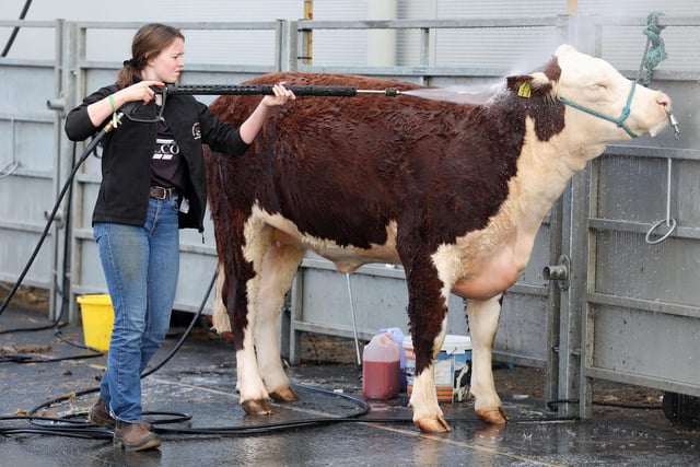 Prepping cattle ahead of the day's showing. Picture by Jonathan Porter/PressEye