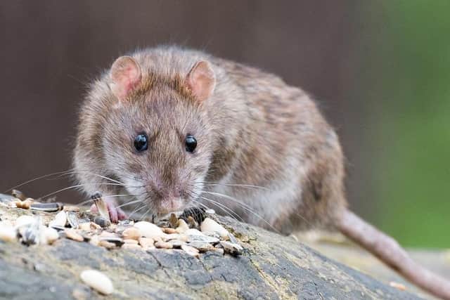 New bins with rat-proof lids and a programme of pest control baiting are hoped to tackle the problem.