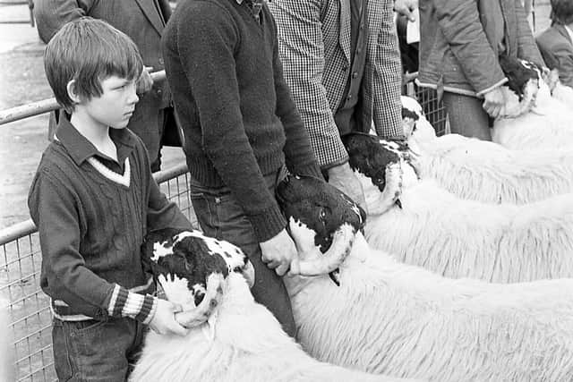 Pictured in October 1981 is Thoburn Adams from Rathkenny, Ballymena, and his sons, Sam and Blair, in the line-up for the judge at a show and sale of pedigree Blackface ram lambs at Ballymena. Picture: News Letter archives/Darryl Armitage