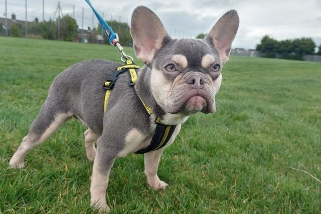 French Bulldog ALVA is 8 months old and is a very sweet natured young girl.

She is an entertaining little character who enjoys running around playing with her toys and destroying soft toys in particular! 

She loves her food and really likes doing some enrichment activities with food; things like having her food hidden so that she can go round and sniff it out are a favourite.