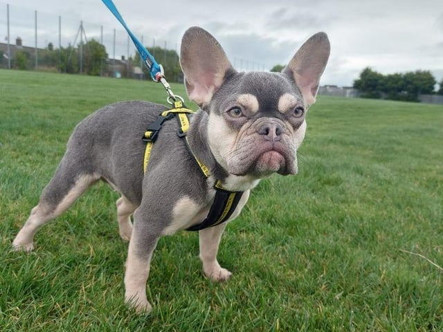 French Bulldog ALVA is 8 months old and is a very sweet natured young girl.
She is an entertaining little character who enjoys running around playing with her toys and destroying soft toys in particular!
She loves her food and really likes doing some enrichment activities with food; things like having her food hidden so that she can go round and sniff it out are a favourite.