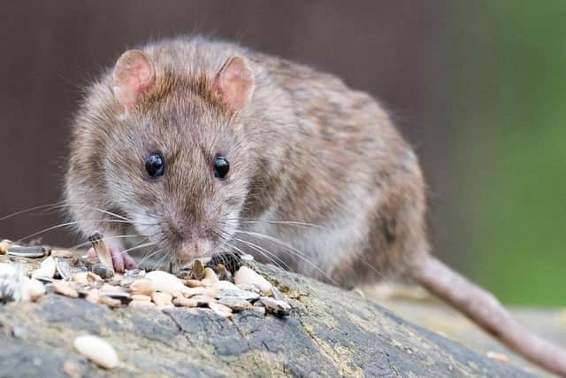 Danger warning to pets and children on rat-infested Co Down beach: Pest ...