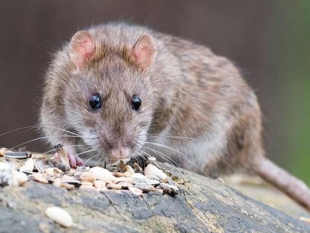 New bins with rat-proof lids and a programme of pest control baiting are hoped to tackle the problem.