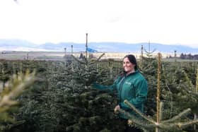 Dobbies will be donating Nordmann Fir Christmas trees to local schools and nurseries