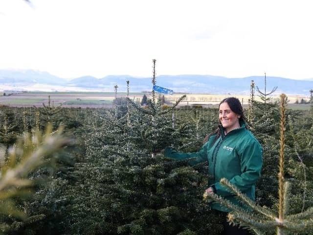 Dobbies will be donating Nordmann Fir Christmas trees to local schools and nurseries