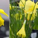 Early-flowering daffodils (from Dave Hardy)