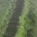Blue-green algae is potentially toxic and has been detected in rivers and waters in Northern Ireland this summer. Credit NI World