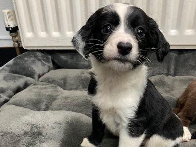 She will require all her basic and house training so someone around for most of the day is essential.
She is a smart and active girl who is looking for an active family who can give her the exercise and enrichment she will require.