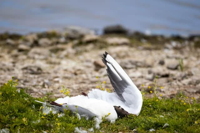 Dead black headed gulls at RSPB Belfast's Window On Wildlife reserve in Belfast Harbour last month. The RSPB NI said there had been an outbreak of Avian Influenza or bird flu at the reserve. Photo: Liam McBurney/PA Wire