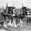 Thomas McAleese from Ballycastle Ploughing Society, pictured in November 1980, in action with his stylish pair of Clydesdales at the Ulster International Ploughing Match which was held at Moira. Picture: Farming Life archives/Darryl Armitage