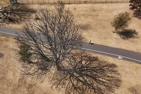 A tree on the parched grass of Danson Park, south east London following weeks of extremely dry weather for much of England and Wales. Northern Ireland has also had lower-than-usual rainfall