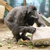 Delilah, the UK's oldest gorilla, celebrating her 60th birthday. Delilah, who has been at the zoo for more than 30 years, shot to fame in the 1970s when she starred in the BBC show Animal Magic with Johnny Morris. Issue date: Photo: Belfast Zoo/PA