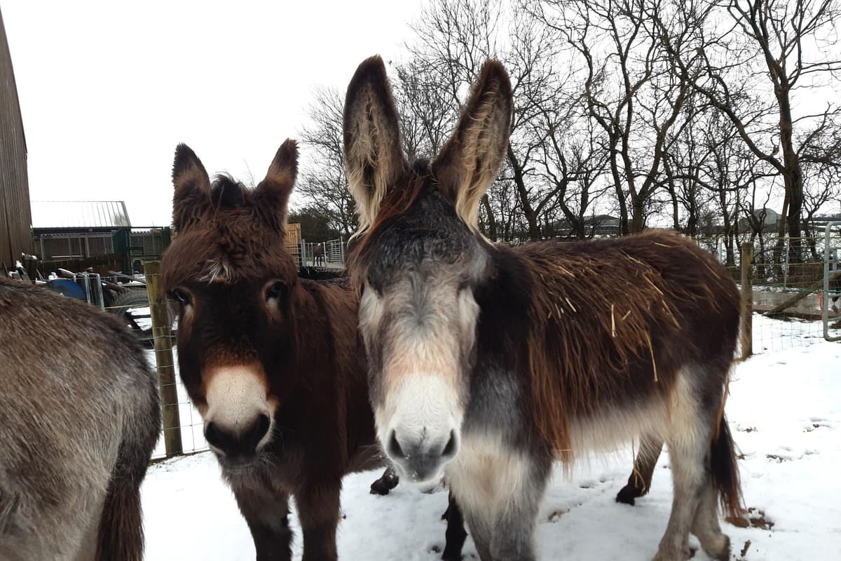 See how a herd of donkeys at a Belfast sanctuary enjoys the snow - or not!