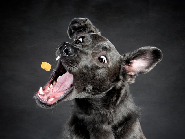 Some dogs weren't really up for waiting on the cheese to come.