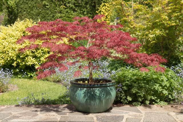 A beautiful acer tree in a pot.