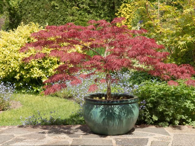 A beautiful acer tree in a pot.