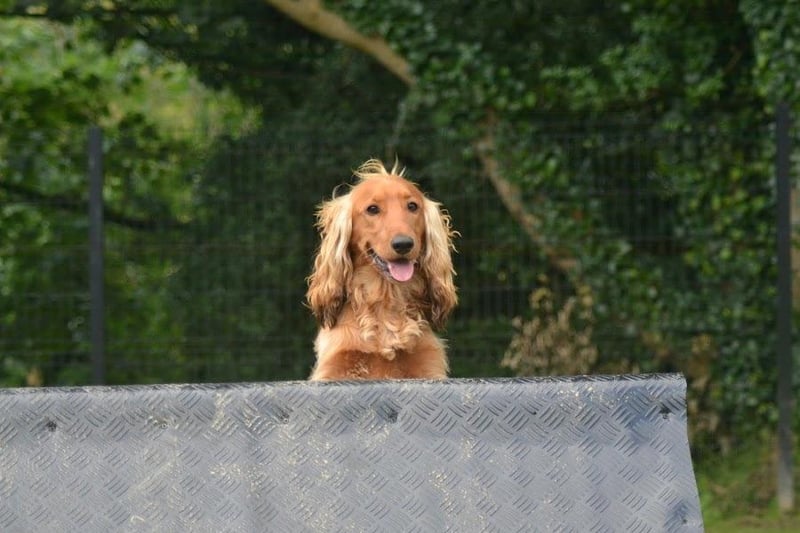 It's a dog's life at Northern Ireland's new agility dog park