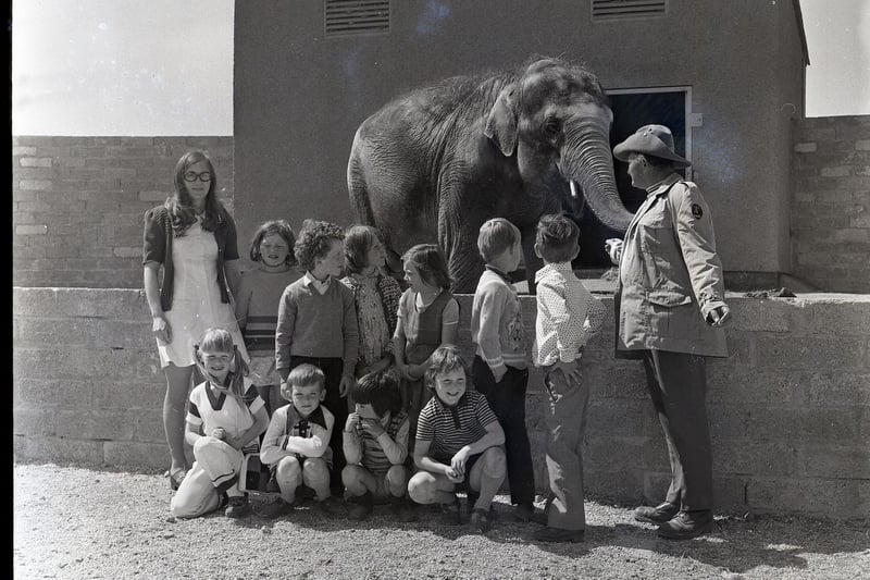 The elephants were extremely popular with visitors young and old. Pictured are pupils from Lislagan Primary School during a visit