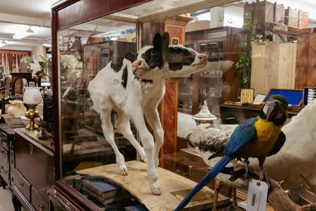 Justin Lowry's prized possession at On The Square Emporium - a two-headed calf