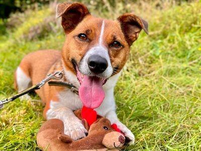 In the foster home she enjoys playing with toys, especially those that she can chew, even if they are nearly the same size as her! 

She is a very smart little puppy who has already learnt some tricks and would thrive in a home who could continue with training.