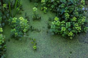 Algae on the surface of Lough Neagh at Ballyronan Marina. European targets for improving water quality in Northern Ireland's rivers and lakes by 2027 will not be met, a new Audit Office report has said