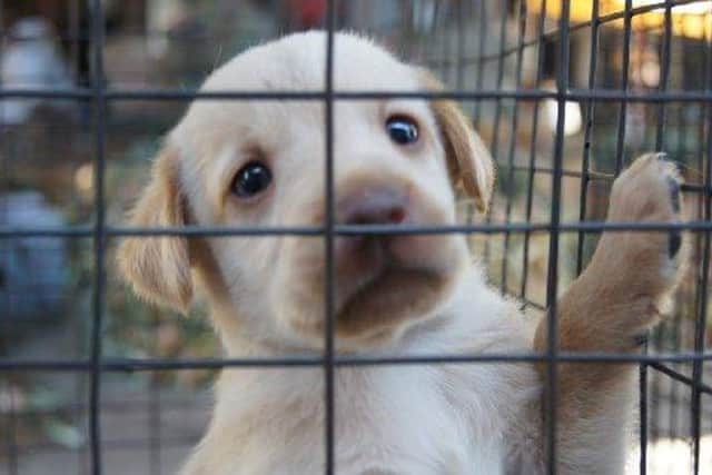 'I’ve only just now started to read up on illegal puppy farms. America has millions of them'