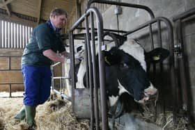 A vet administers a Bluetongue vaccine to a cow in Norfolk. A case has recently been discovered in Wexford.