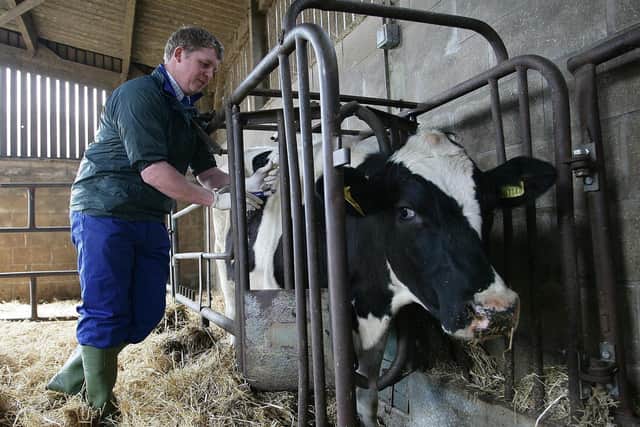 A vet administers a Bluetongue vaccine to a cow in Norfolk. A case has recently been discovered in Wexford.