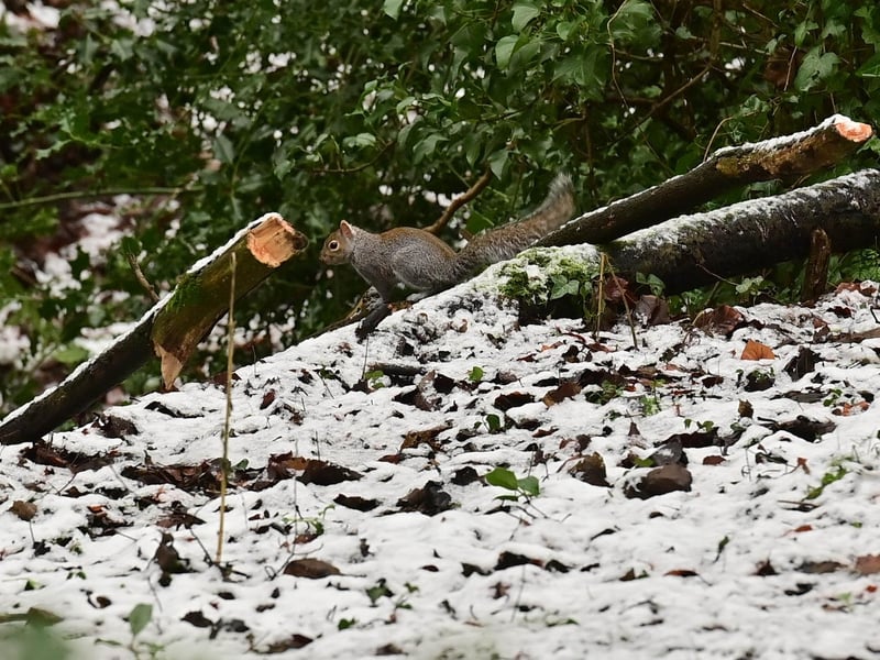 A grey squirrel in Crumlin Glen, Co Antrim on Wednesday