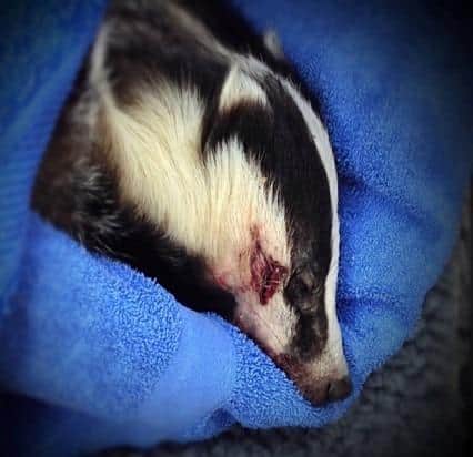 A wounded badger