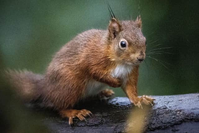 Red squirrels have been introduced at Castle Ward in a bid to establish a new population in the grounds of the Co Down property